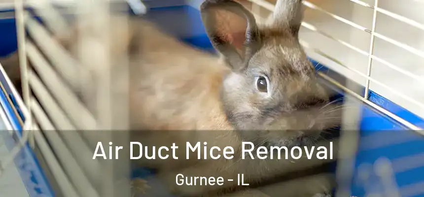  Air Duct Mice Removal Gurnee - IL